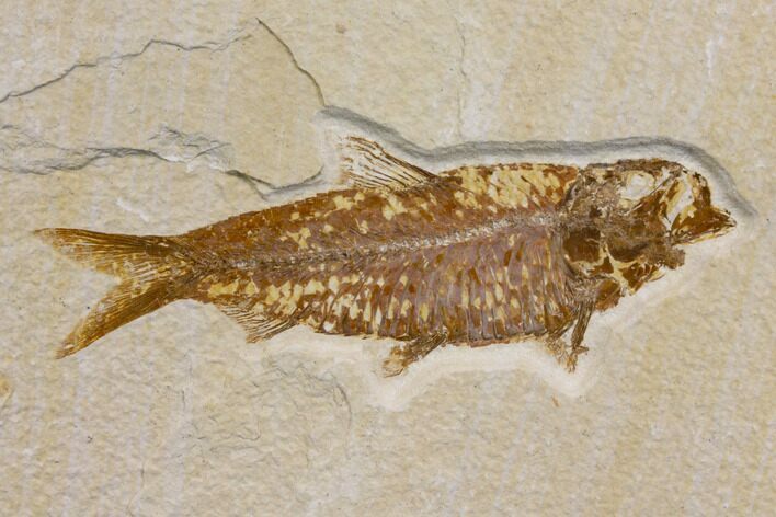 Fossil Fish (Knightia) - Wyoming #150654